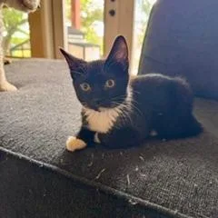 A baby small-sized male Black Domestic Short Hair cat named Wasabi for adoption in Buchanan Dam, TX