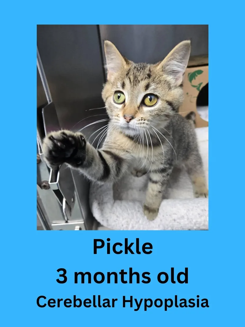 A baby small-sized male Tabby (Brown / Chocolate) Domestic Short Hair cat named Pickle for adoption in Ravenna, OH