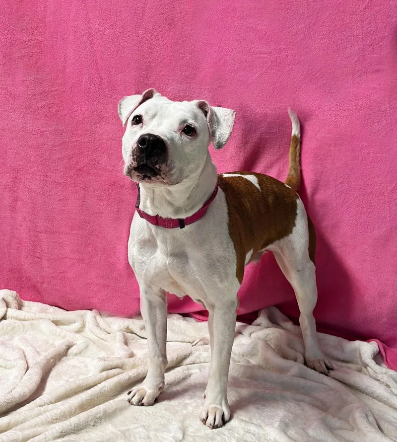 A senior medium-sized female Pit Bull Terrier dog named Angel for adoption in Spring Lake, NJ