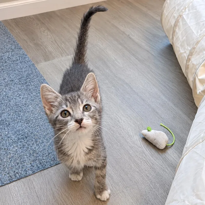 A baby small-sized female Gray / Blue / Silver Domestic Short Hair cat named Book of Life for adoption in Fredericksburg, VA