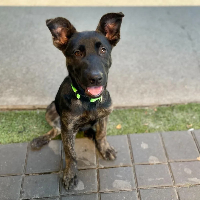 A baby medium-sized male Black Shepherd dog named Mr. Peabody for adoption in San Francisco, CA