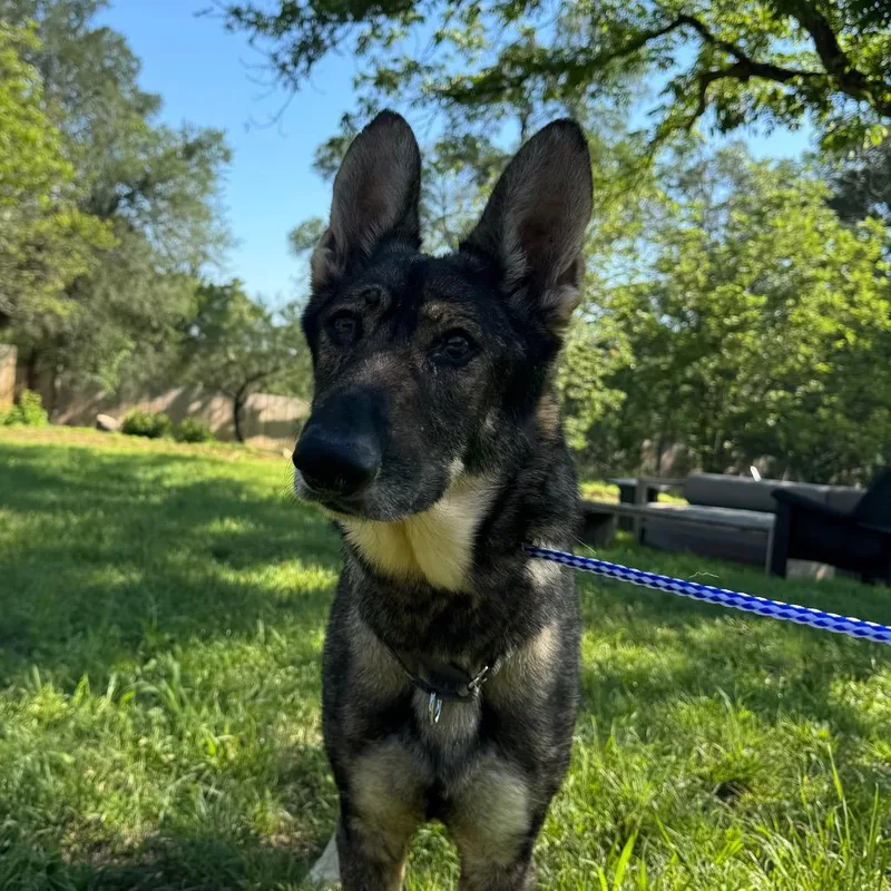 An adult medium-sized female Black German Shepherd Dog dog named Nikki Mouse for adoption in Austin, TX