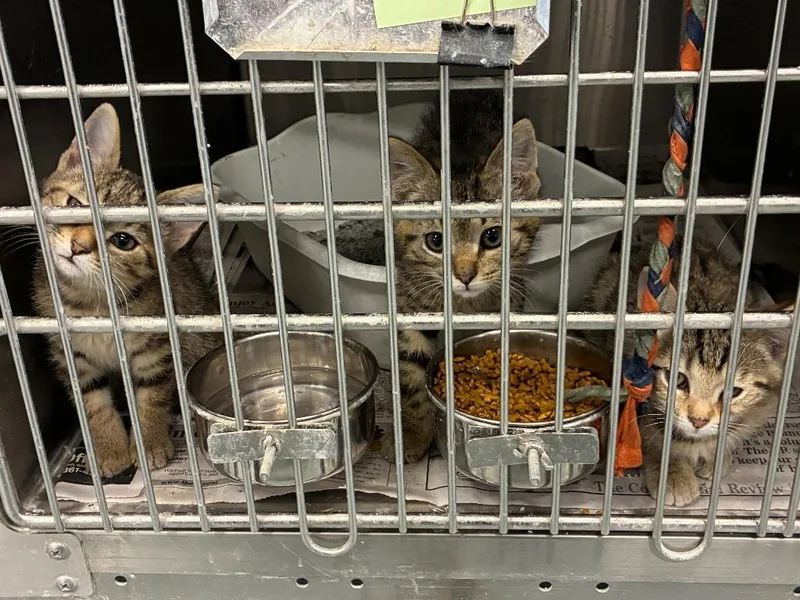 A baby medium-sized female Domestic Short Hair cat named Piper for adoption in Portland, IN