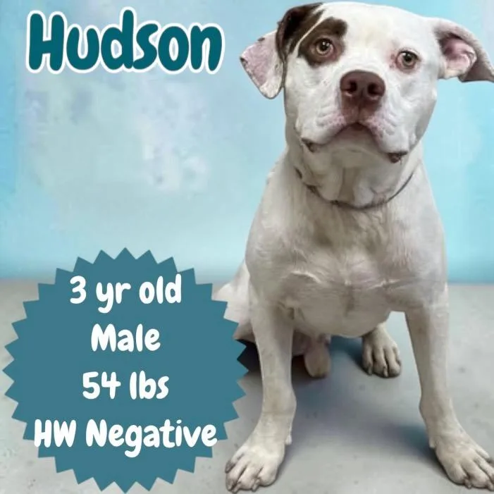 An adult medium-sized male American Bulldog dog named Hudson for adoption in Sorrento, LA