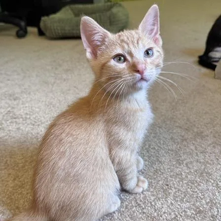 A baby small-sized female Orange / Red Domestic Short Hair cat named Bryce for adoption in Shawnee, KS