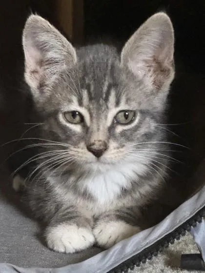 A baby small-sized female Domestic Short Hair cat named Tiana for adoption in New Orleans, LA