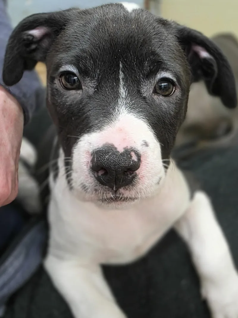 A baby medium-sized female Black Mixed Breed dog named Iris for adoption in Wayne, NJ