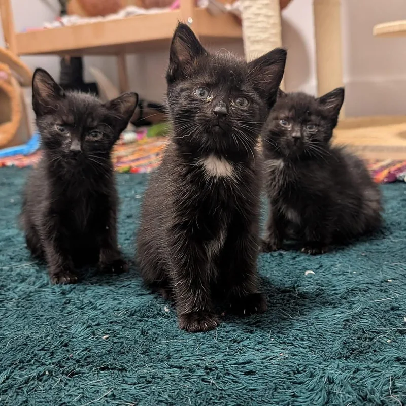 A baby small-sized female Black Domestic Short Hair cat named Pineapple for adoption in Middle Village, NY
