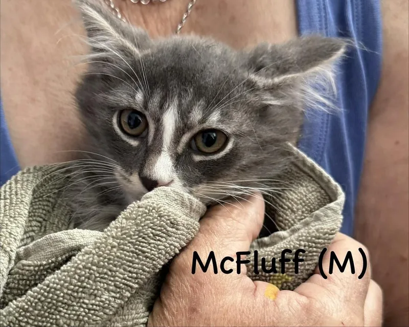 A baby small-sized male Gray & White Domestic Long Hair cat named McFluff for adoption in Telford, PA