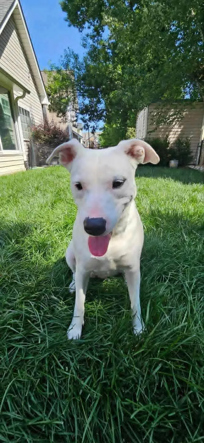 An adult medium-sized female White / Cream Terrier dog named Lunah for adoption in Charlotte, NC