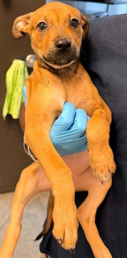 A young small-sized female Boxer dog named Foxy for adoption in Bowling Green, KY
