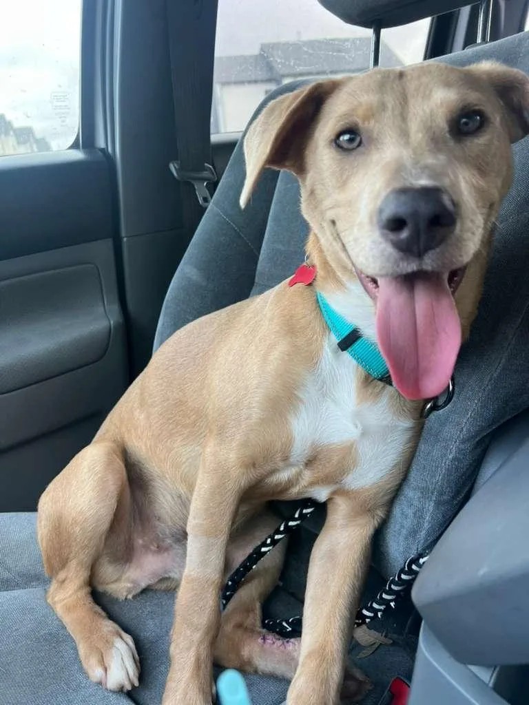 A young medium-sized male Yellow / Tan / Blond / Fawn German Shepherd Dog dog named Marlo Sweet Paws for adoption in Houston, TX