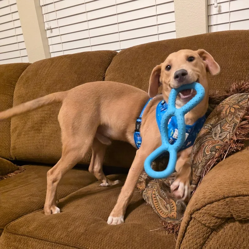 Marlo Sweet Paws thumbnail 2