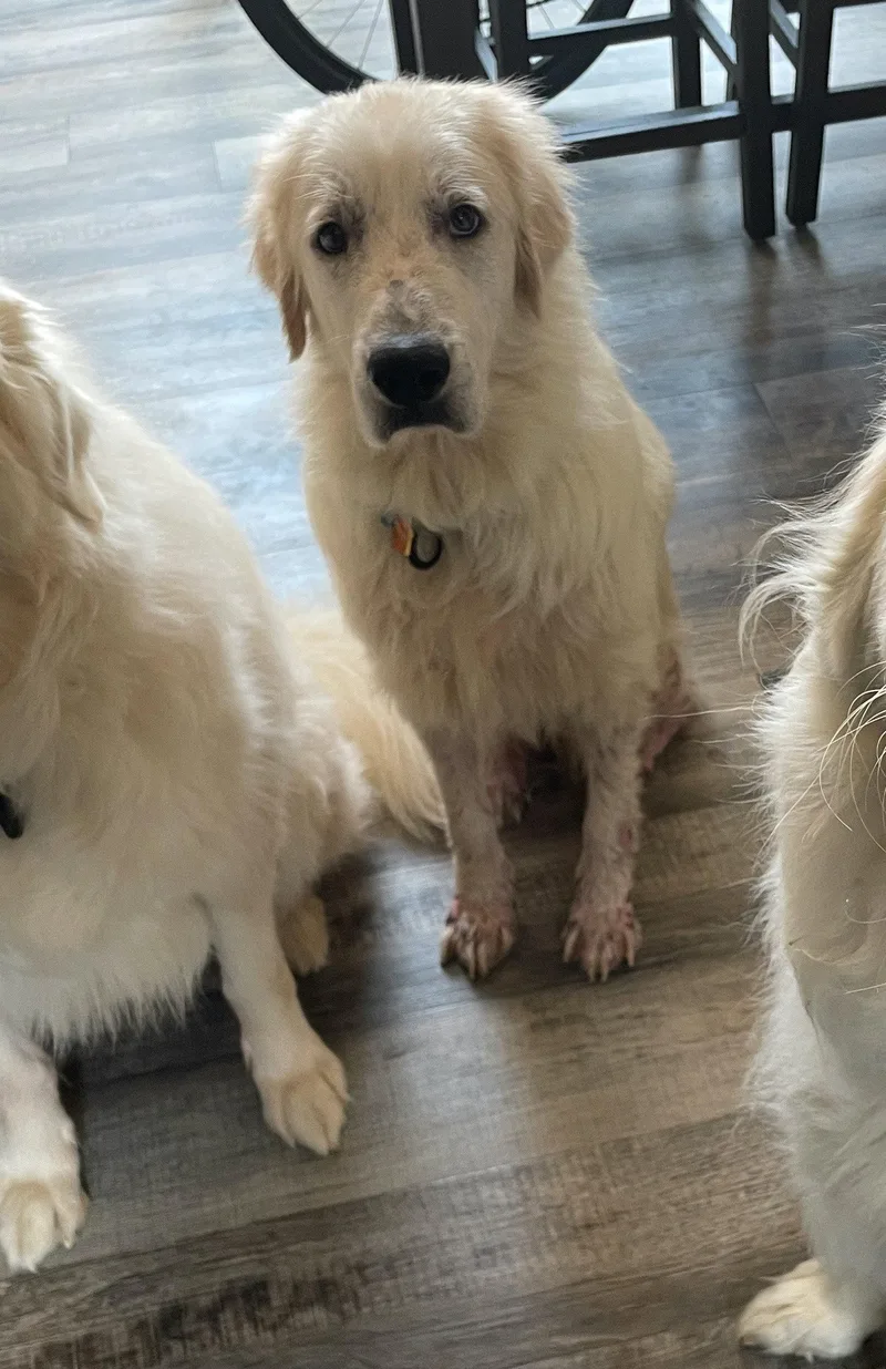 An adult large-sized female Great Pyrenees dog named Maggie for adoption in Garland, TX
