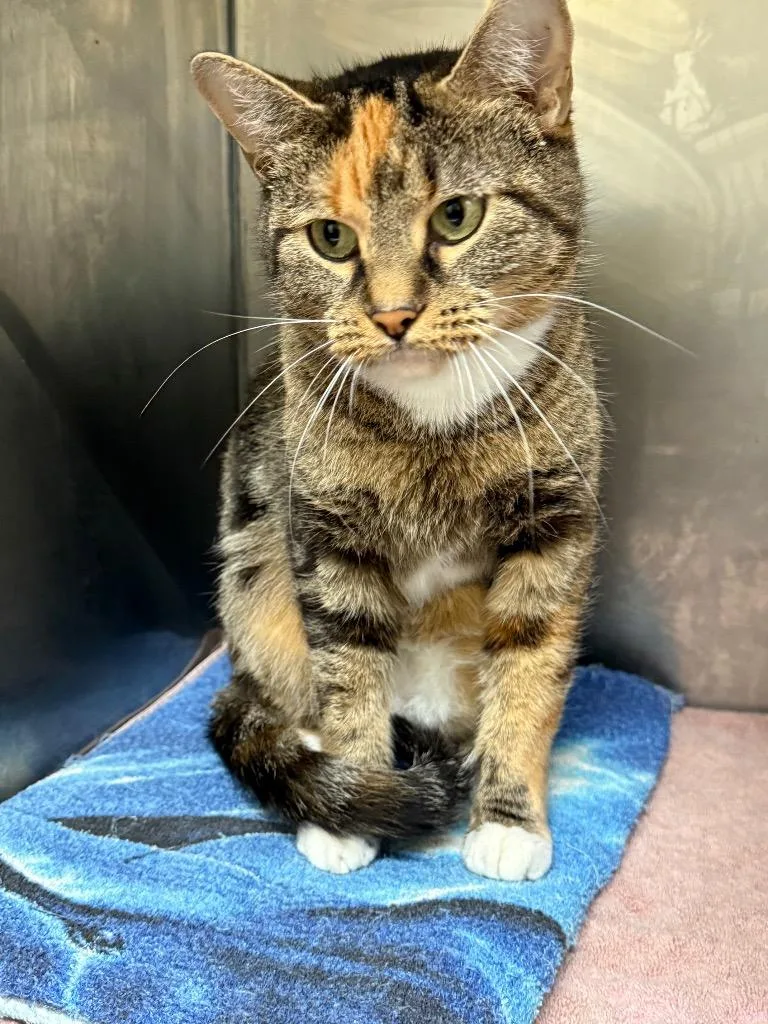 A young small-sized female Domestic Short Hair cat named Glory for adoption in Syracuse, IN