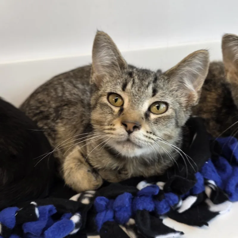 A baby small-sized male Brown / Chocolate Domestic Short Hair cat named Omelette for adoption in Fort Wayne, IN
