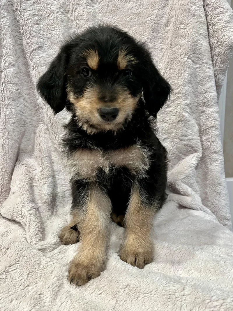 Piper