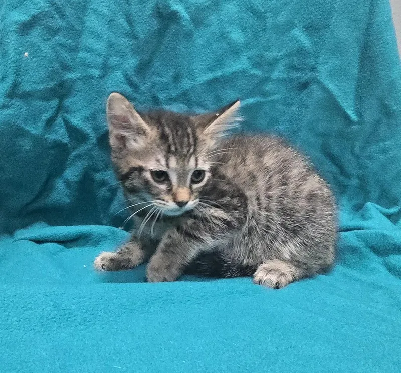 A baby small-sized female Domestic Short Hair cat named Everly for adoption in Dickson, TN