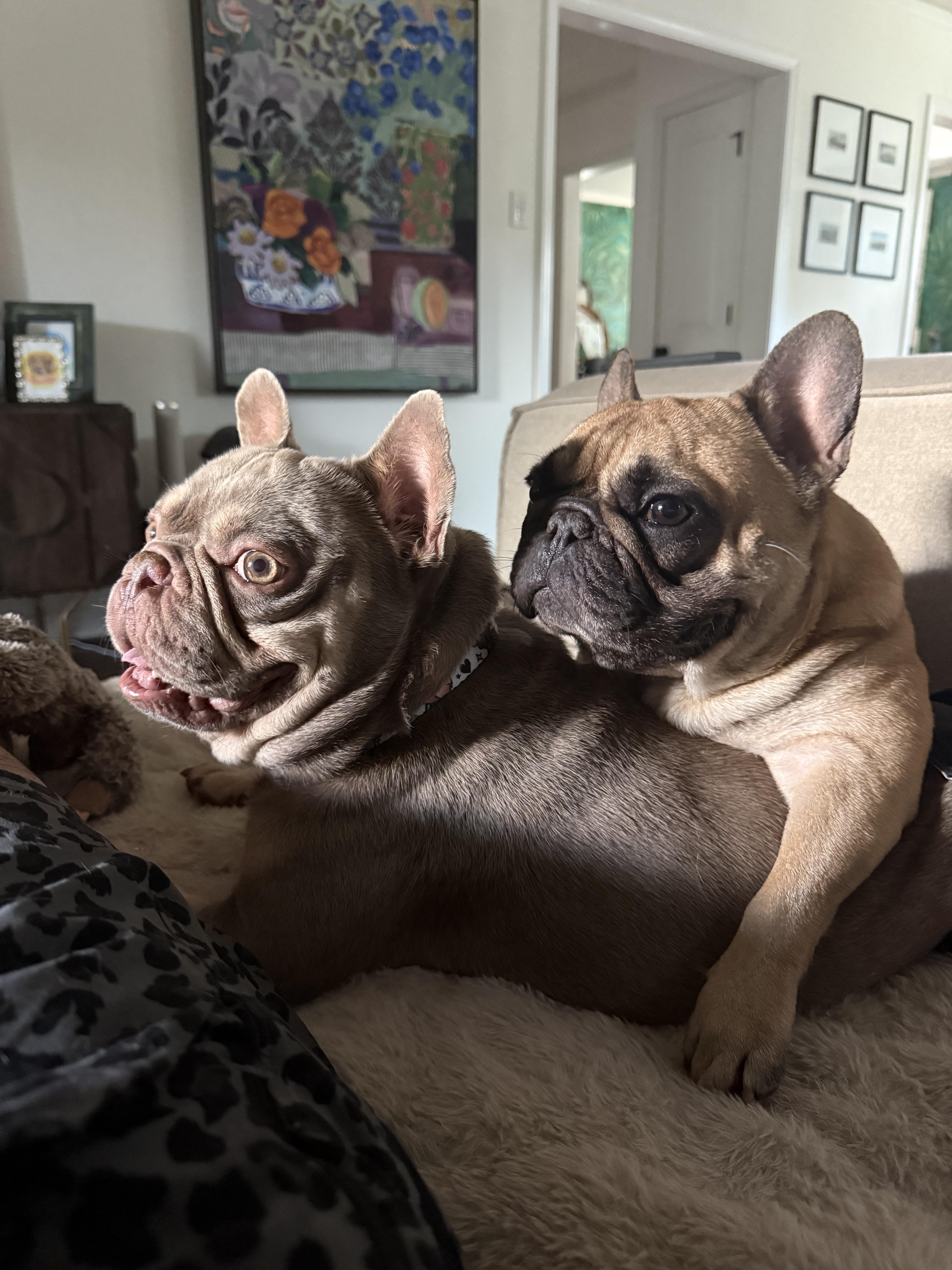 An adult medium-sized male French Bulldog dog named Bubba for adoption in New Orleans, LA
