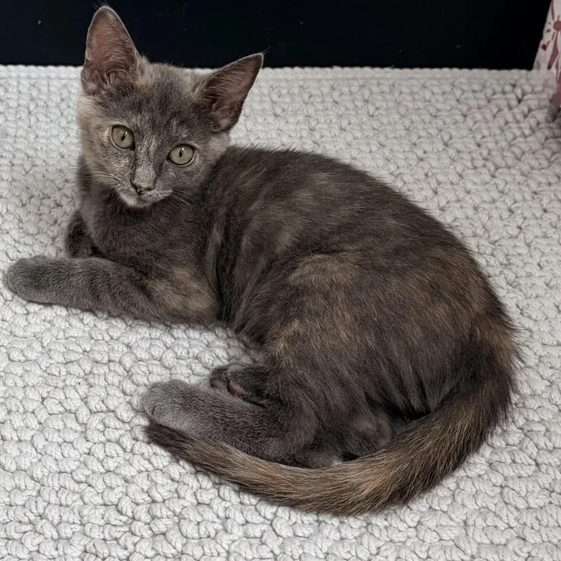Ember