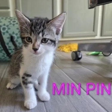 A baby small-sized female Tabby (Gray / Blue / Silver) Domestic Short Hair cat named Min Pin for adoption in Bentonville, AR