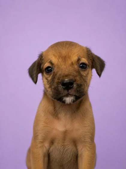 A young medium-sized female Terrier dog named Libby for adoption in Gulfport, MS