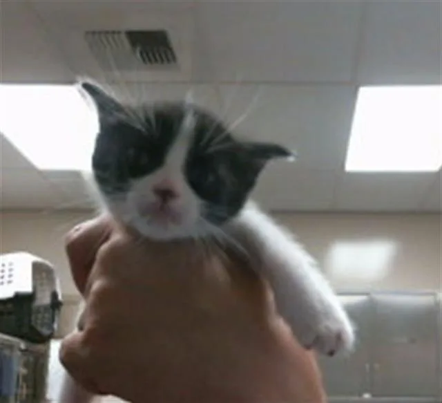A baby small-sized male Domestic Short Hair cat named Carmichael for adoption in Sacramento, CA