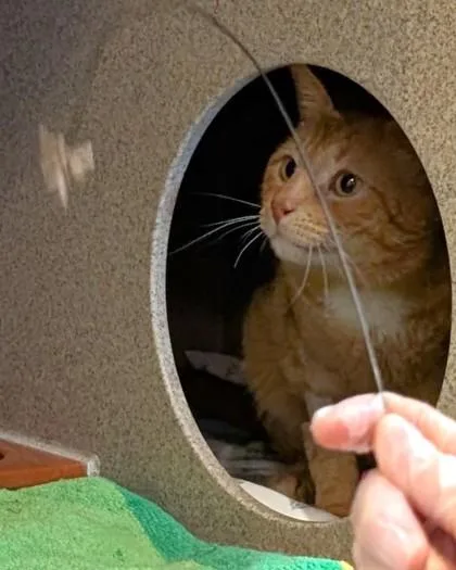 An adult large-sized male Domestic Short Hair cat named Bob for adoption in Washington, DC