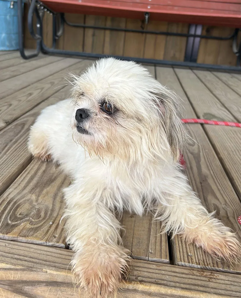 An adult small-sized female Shih Tzu dog named Dixie for adoption in Pipe Creek, TX