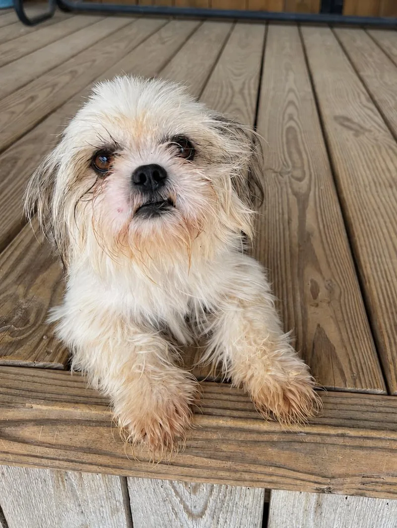 Dixie thumbnail 3