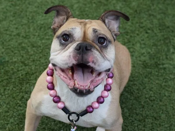 A senior medium-sized female Mixed Breed dog named Kazooie for adoption in Ridgewood, NY