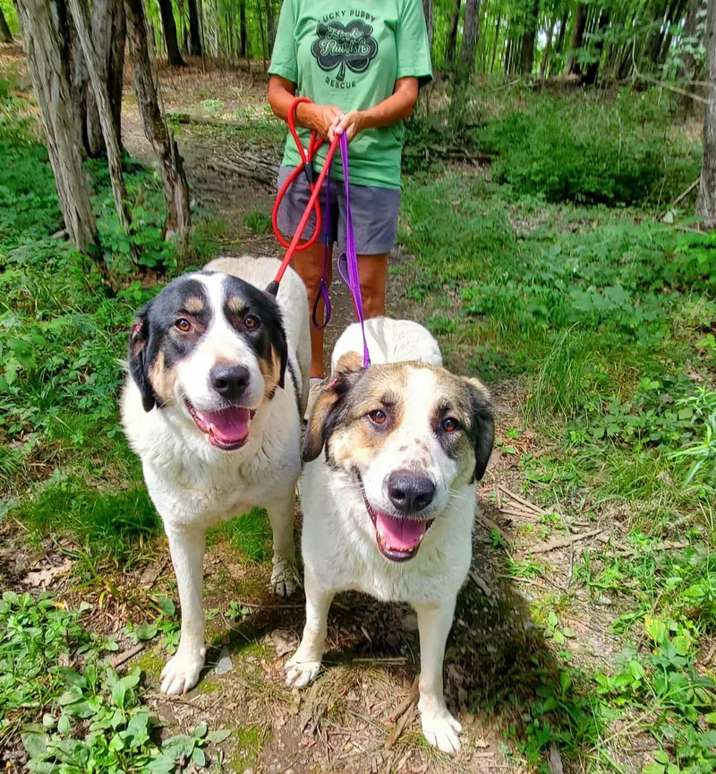 An adult large-sized female White / Cream Great Pyrenees dog named Hettie for adoption in BONIFAY, FL