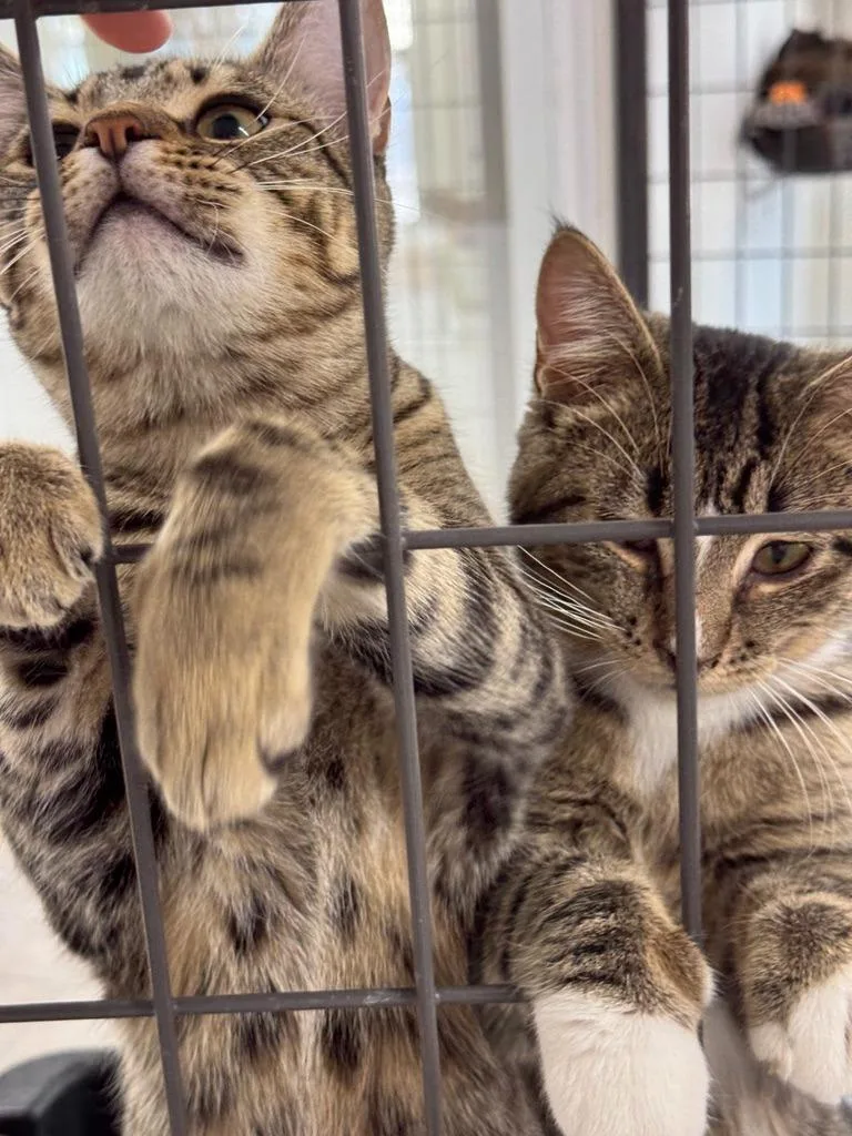 Cherry Blossom thumbnail 2