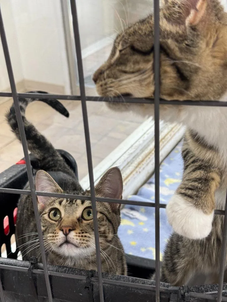 Cherry Blossom thumbnail 3