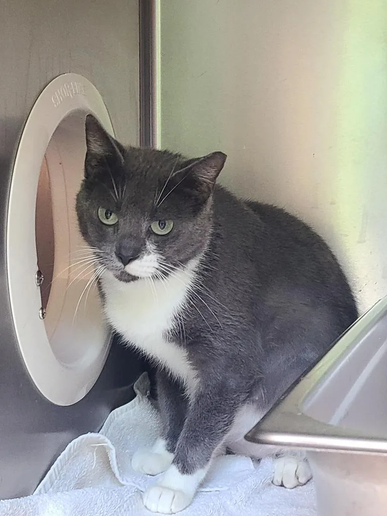 An adult medium-sized female Domestic Short Hair cat named Misty for adoption in New Bern, NC