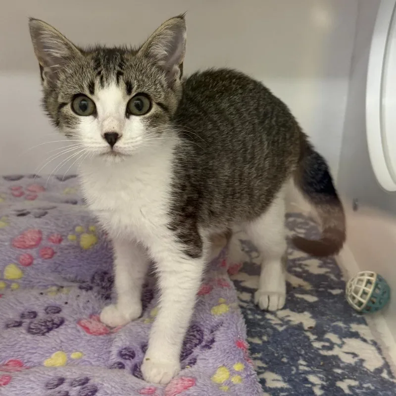 A young small-sized female Domestic Short Hair cat named Puddle for adoption in Cumming, GA
