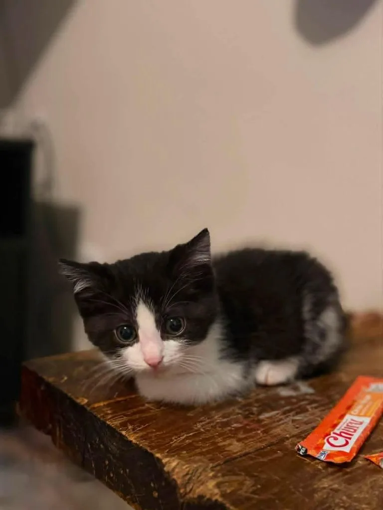 A baby medium-sized female Domestic Short Hair cat named Jiggly for adoption in Marion, OH