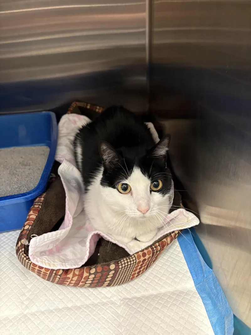 An adult medium-sized female Black Domestic Short Hair cat named Shaka for adoption in Ashland, VA