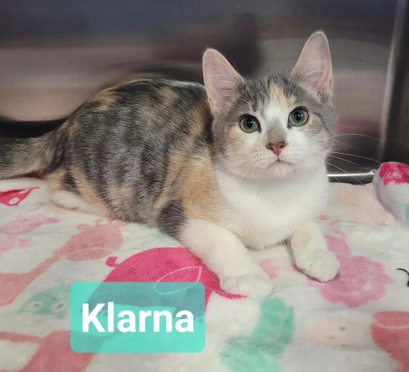 A baby medium-sized female Domestic Short Hair cat named Klarna for adoption in Richmond, IN