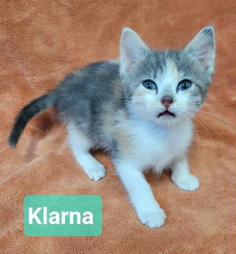 Klarna thumbnail 2