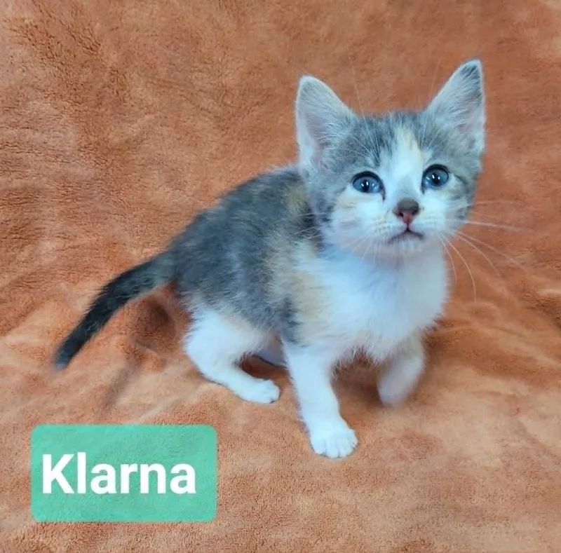 Klarna thumbnail 3