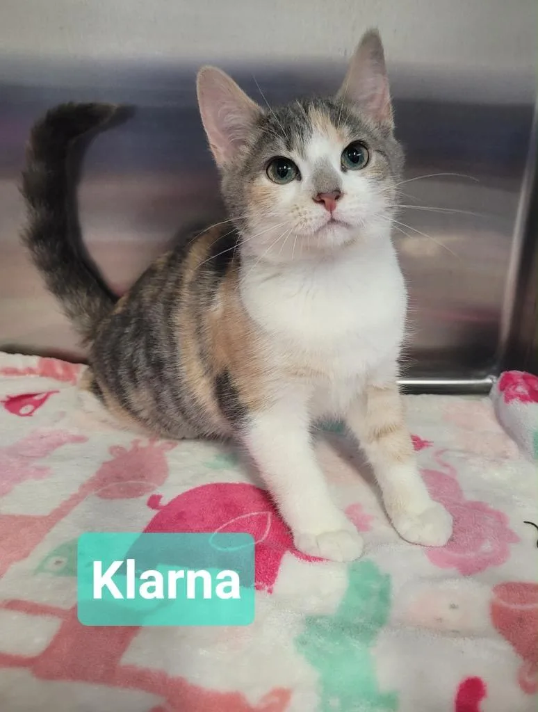 Klarna thumbnail 4