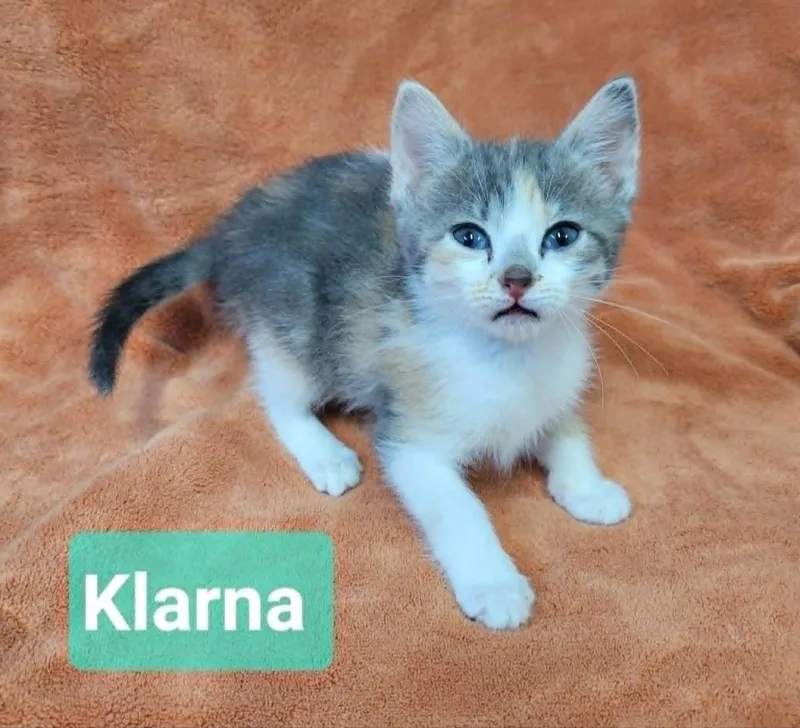 Klarna thumbnail 5