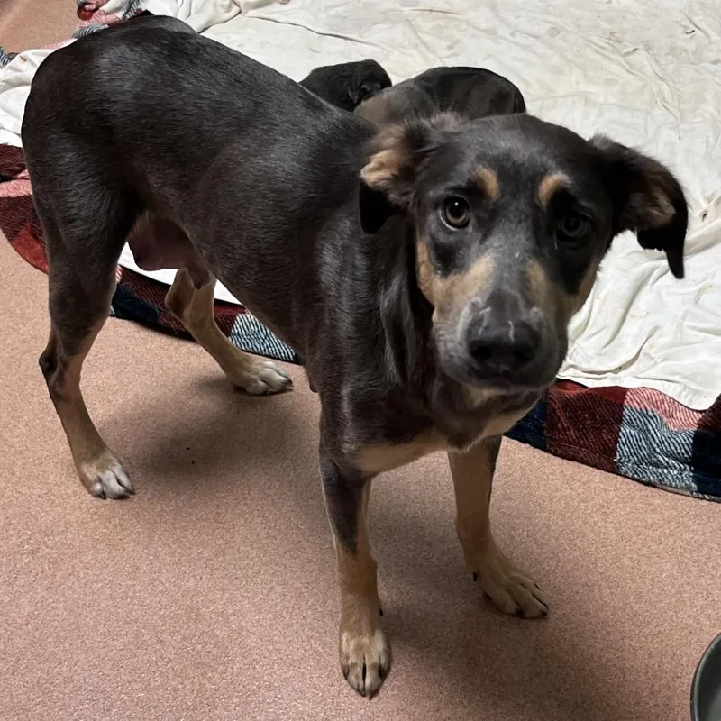 A young medium-sized female Brown / Chocolate Mixed Breed dog named Miss Patty for adoption in Columbus, GA