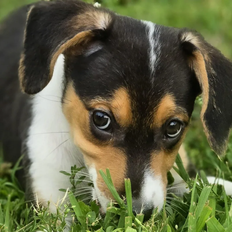 A baby small-sized male Beagle dog named Atlas for adoption in Lancaster, SC