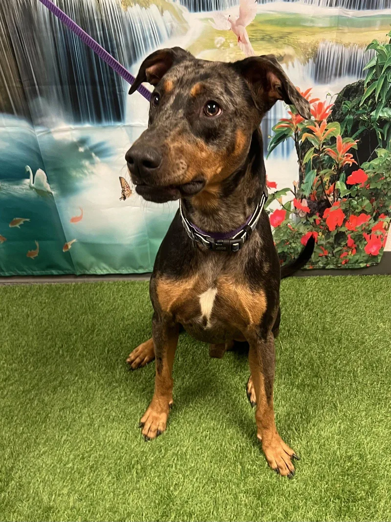 An adult large-sized male Doberman Pinscher dog named Branco for adoption in Euless, TX