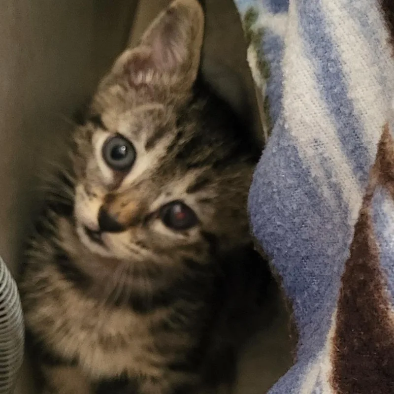 A baby small-sized female Brown / Chocolate Domestic Short Hair cat named Hartford for adoption in Kanab, UT
