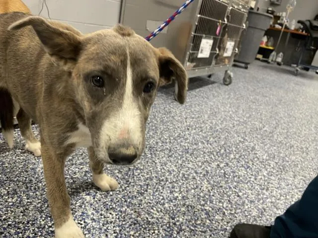 A young small-sized female German Shepherd Dog dog named A for adoption in Thousand Palms, CA