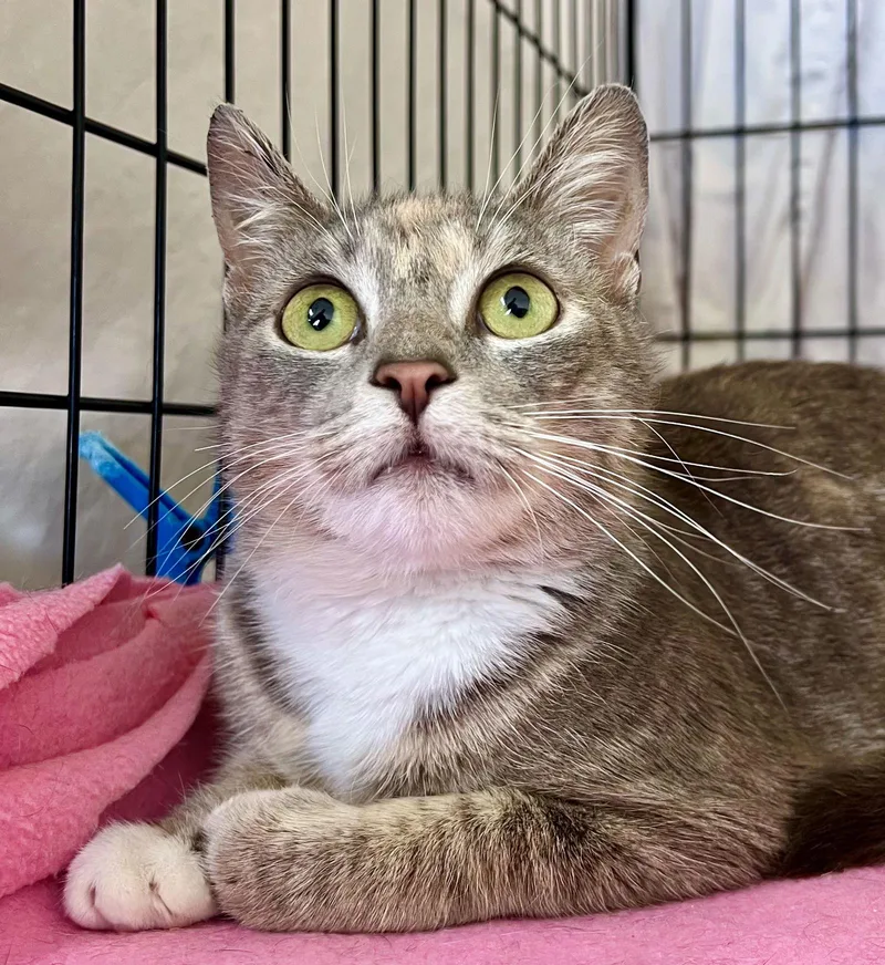 Delphinewillow Grove thumbnail 2