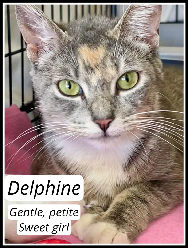 Delphinewillow Grove thumbnail 3